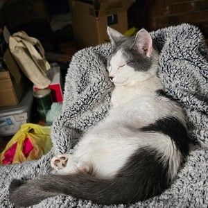 Meet your Posher, Joy